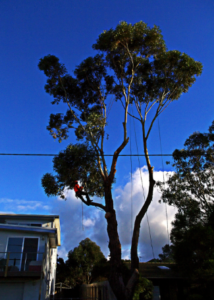 tree removal