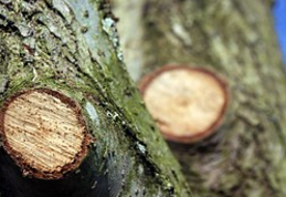 tree pruning